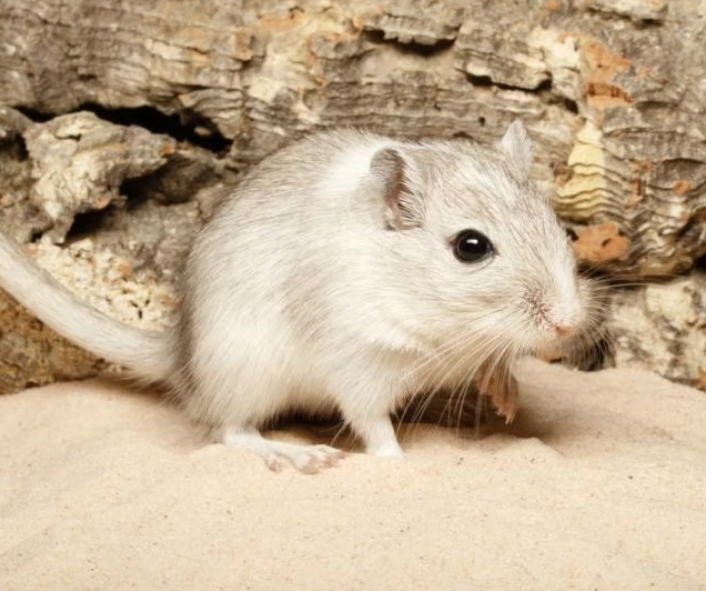 如何避免沙鼠咬人 如何避免沙鼠咬人