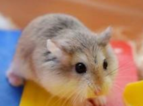 倉鼠砂浴 倉鼠砂浴