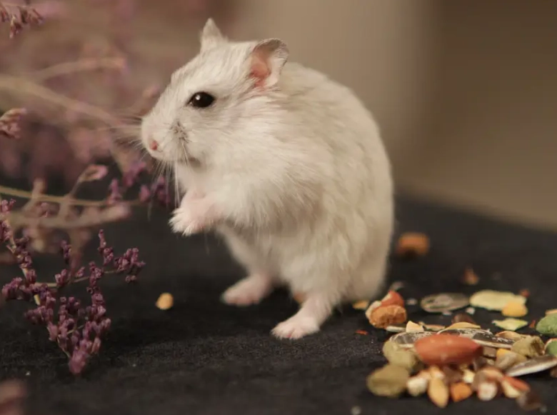 如何讓倉鼠親近你