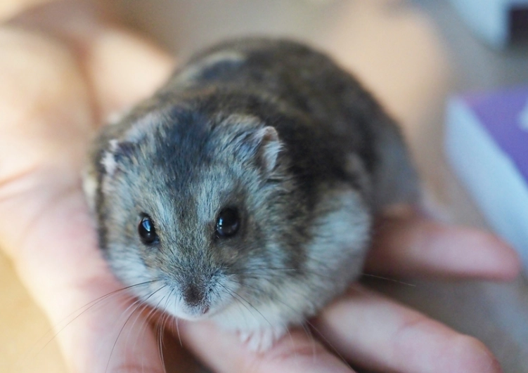 倉鼠骨折 倉鼠骨折