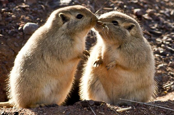 沙鼠互動技巧 沙鼠互動技巧