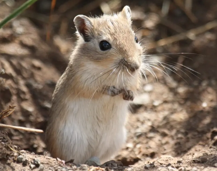 沙鼠好養嗎 沙鼠好養嗎