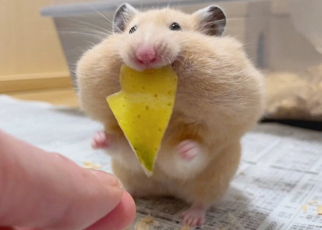 倉鼠照顧指南 倉鼠照顧指南