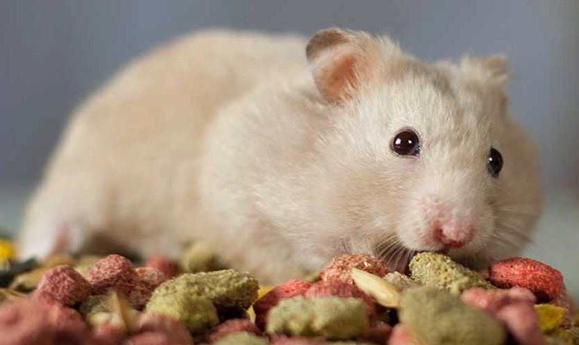 倉鼠骨折會自己好嗎