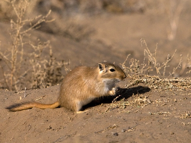 沙鼠好養嗎 沙鼠好養嗎