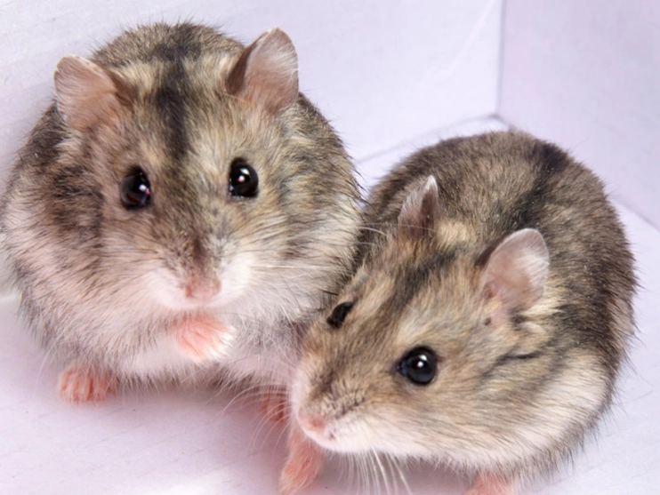 倉鼠行為異常 倉鼠行為異常