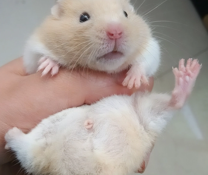 倉鼠發情症狀全解析：飼主必學的辨識技巧與應對策略