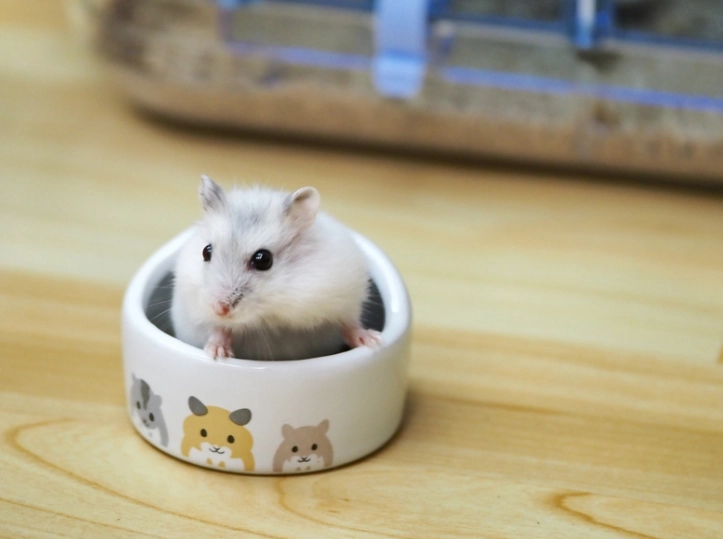 倉鼠照顧指南 倉鼠照顧指南