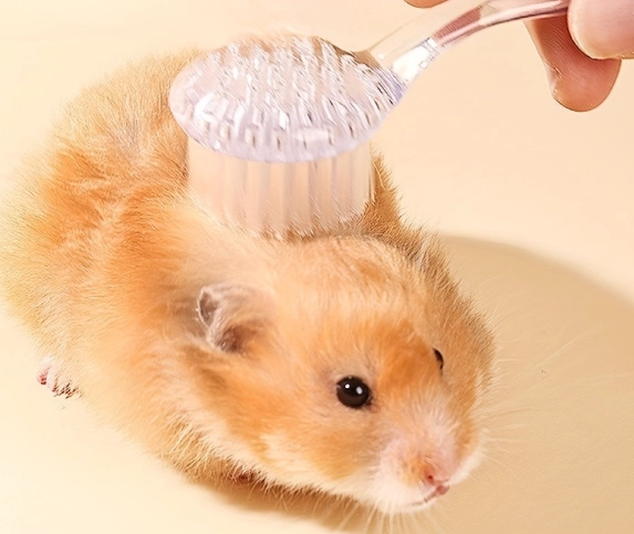 倉鼠洗澡 倉鼠洗澡