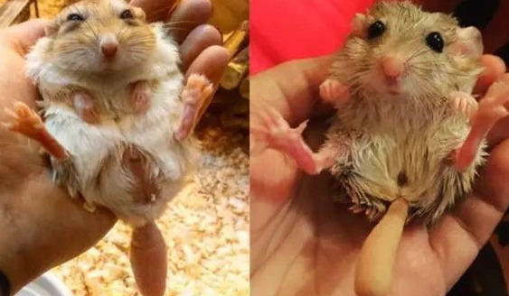 如何避免沙鼠咬人 如何避免沙鼠咬人