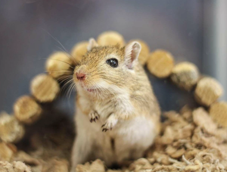 沙鼠好養嗎 沙鼠好養嗎