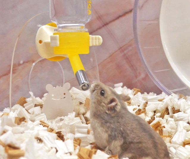 倉鼠洗澡 倉鼠洗澡