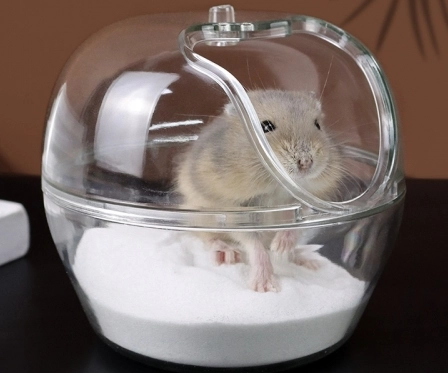 倉鼠砂浴 倉鼠砂浴