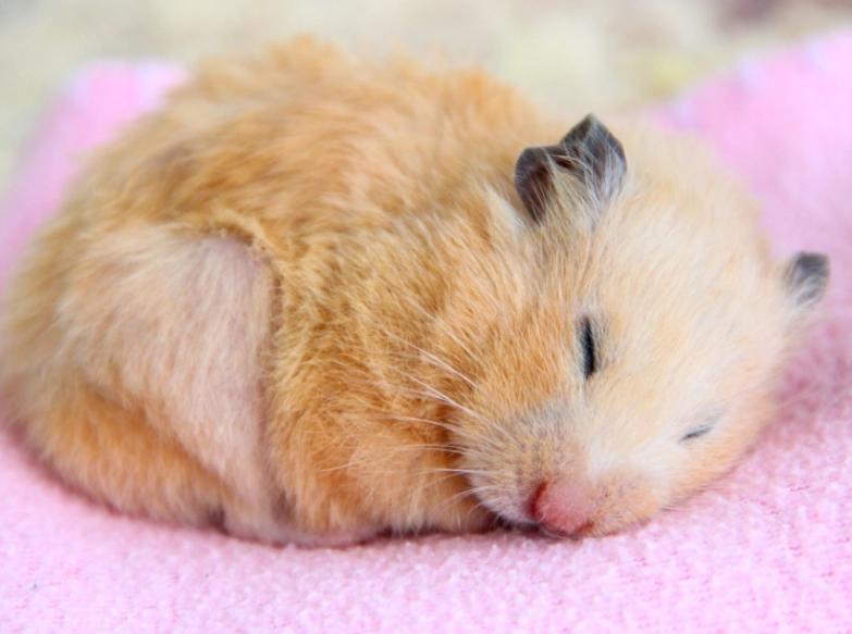 倉鼠行為異常 倉鼠行為異常