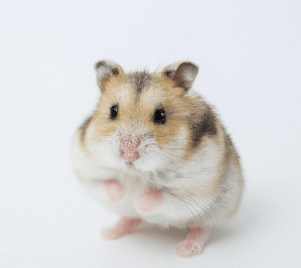 倉鼠復原護理 倉鼠復原護理