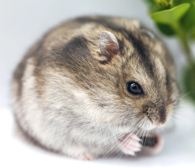 倉鼠可以吃紅豆嗎