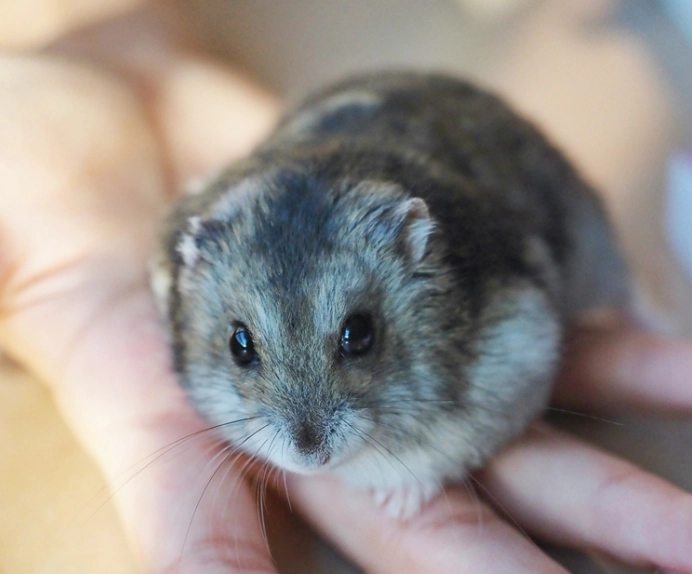 倉鼠怕生怎麼辦