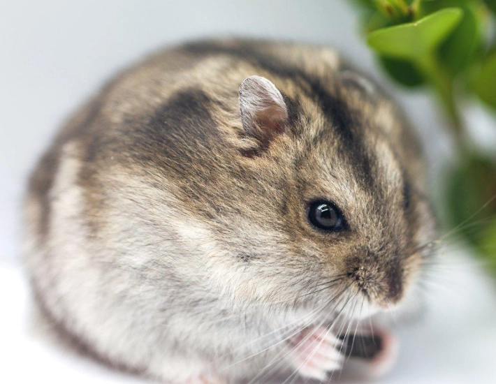 倉鼠受傷處理 倉鼠受傷處理