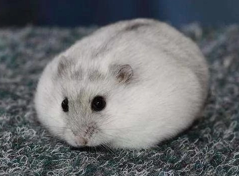 倉鼠怕生怎麼辦