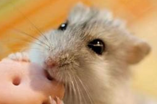 倉鼠手餵零食