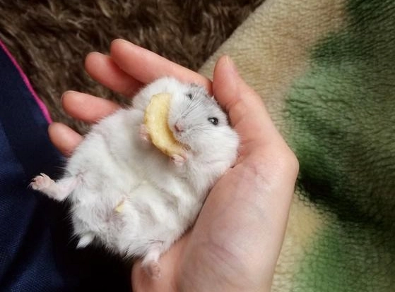 倉鼠在手上吃東西