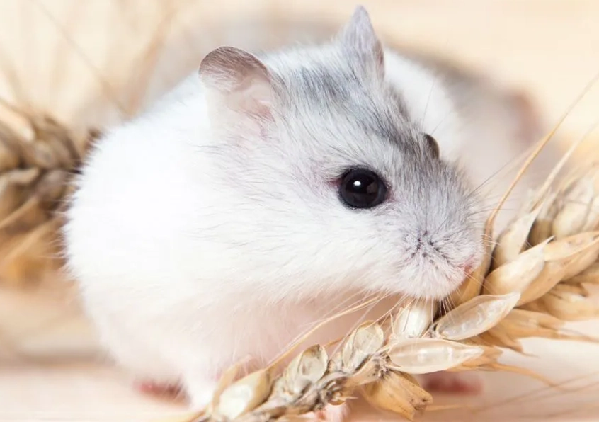 倉鼠中暑急救 倉鼠中暑急救
