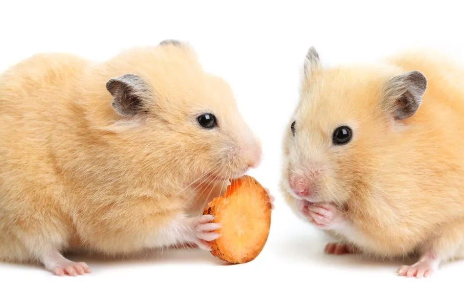 倉鼠熱衰竭症狀 倉鼠熱衰竭症狀