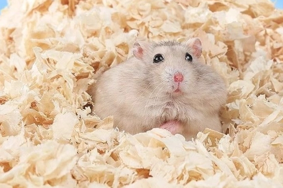 木屑清潔時間 木屑清潔時間