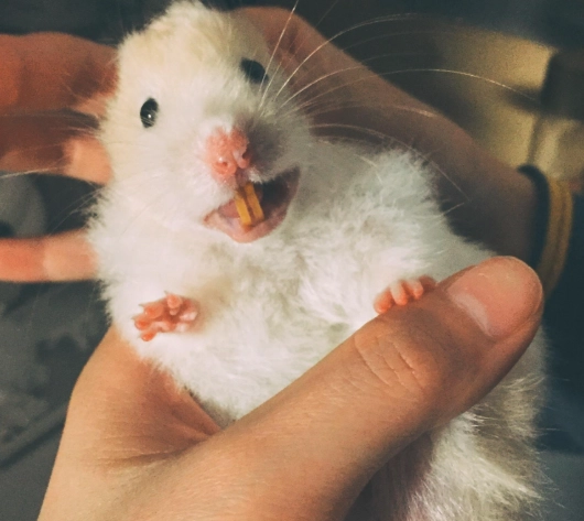 幼鼠可以吃零食嗎