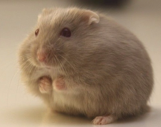 倉鼠夏天照顧 倉鼠夏天照顧