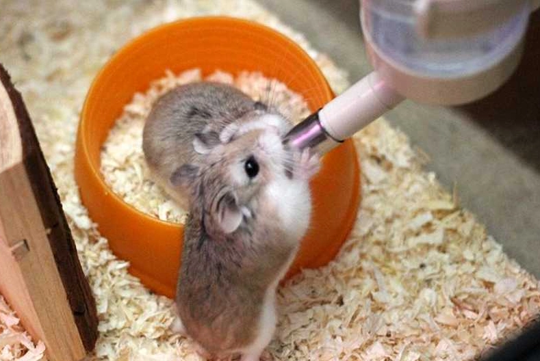 倉鼠熱衰竭症狀 倉鼠熱衰竭症狀