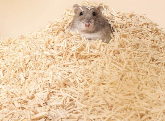 倉鼠木屑更換頻率 倉鼠木屑更換頻率