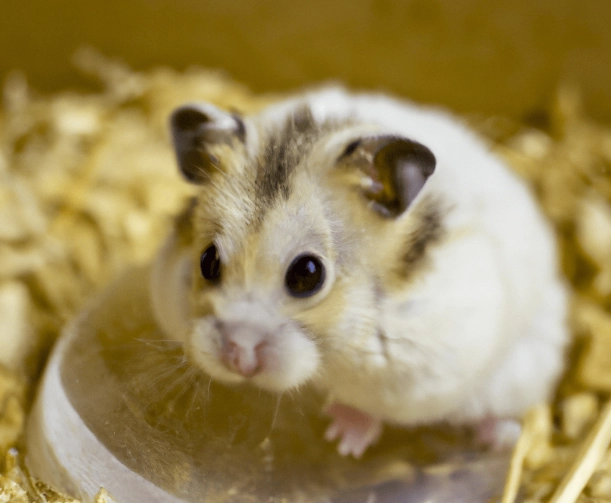 倉鼠夏天照顧 倉鼠夏天照顧