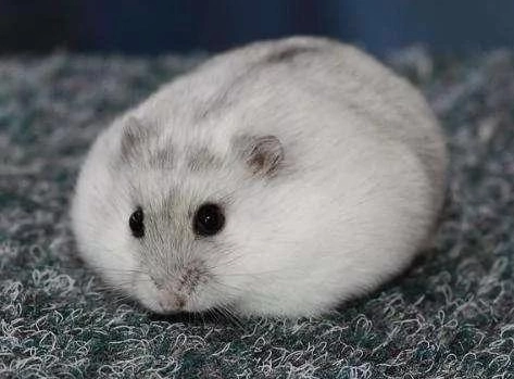 倉鼠中暑急救 倉鼠中暑急救