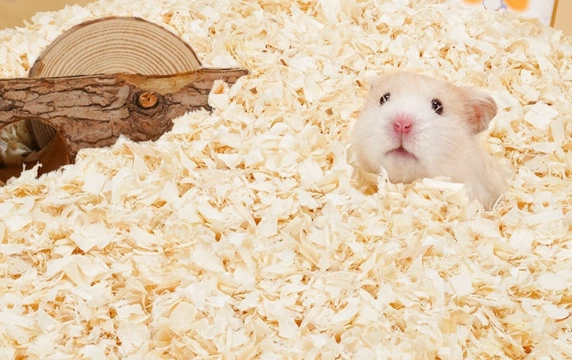 倉鼠墊材多久換一次 倉鼠墊材多久換一次