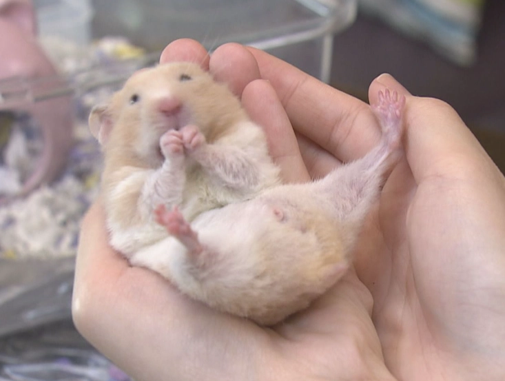 倉鼠行為異常 倉鼠行為異常