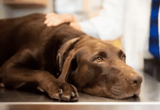 狗狗臨終前兆 狗狗臨終前兆