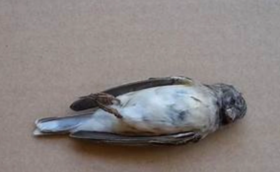 鳥類屍體處理 鳥類屍體處理