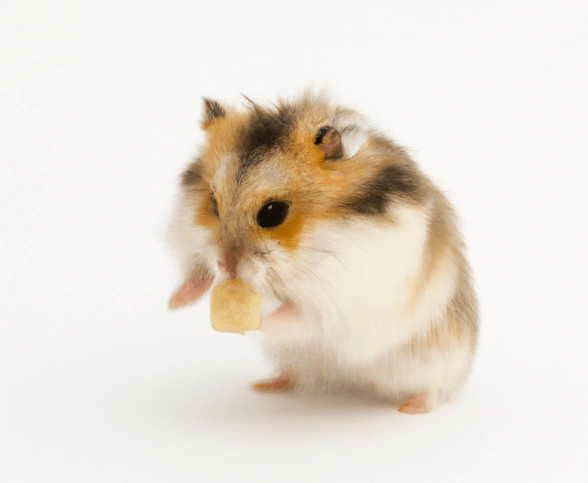 倉鼠玩具推薦 倉鼠玩具推薦