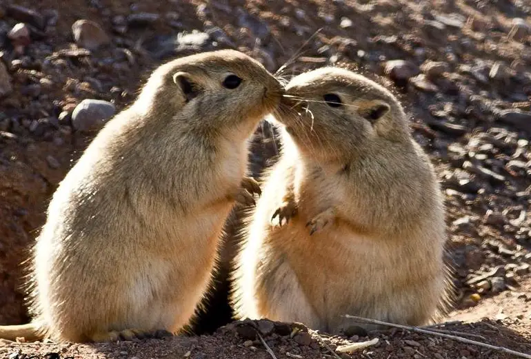 沙鼠飲食指南 沙鼠飲食指南