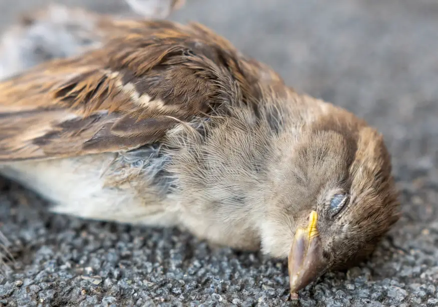 寵物鳥死亡處理