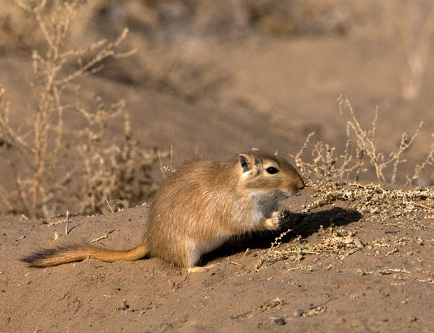 沙鼠飼養方法 沙鼠飼養方法