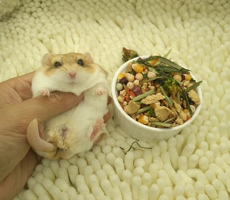 通心粉鼠 親人 通心粉鼠 親人