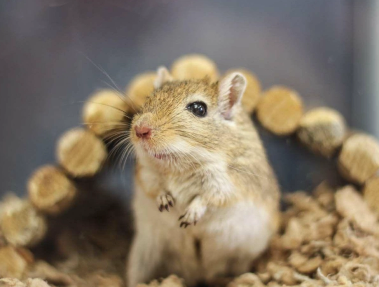 沙鼠籠子選擇 沙鼠籠子選擇