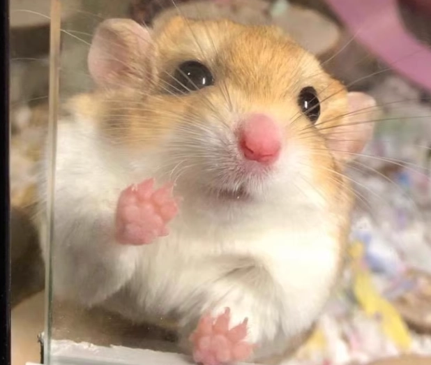 通心粉鼠 親人 通心粉鼠 親人