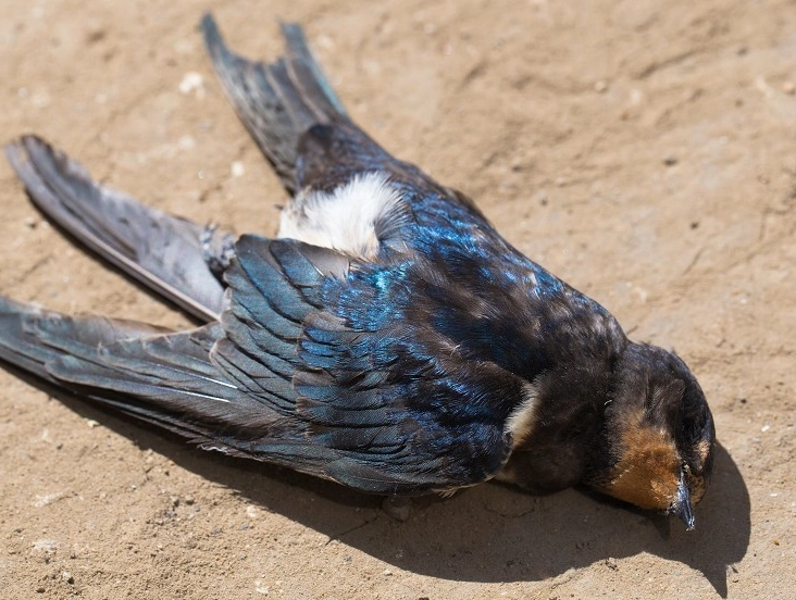 鳥類屍體處理 鳥類屍體處理