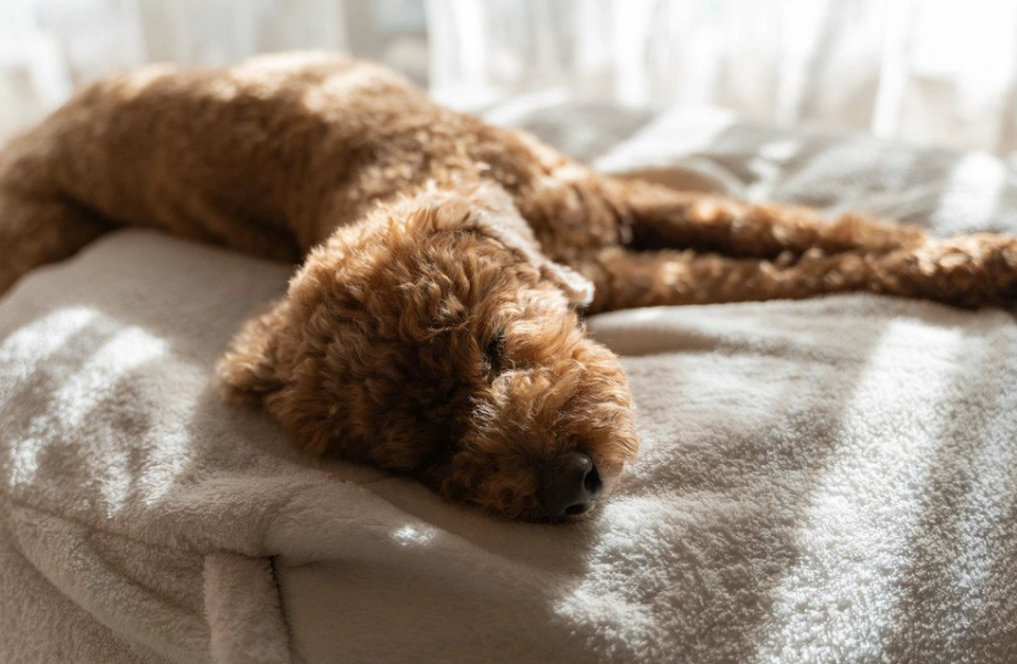 老狗臨終前兆 老狗臨終前兆