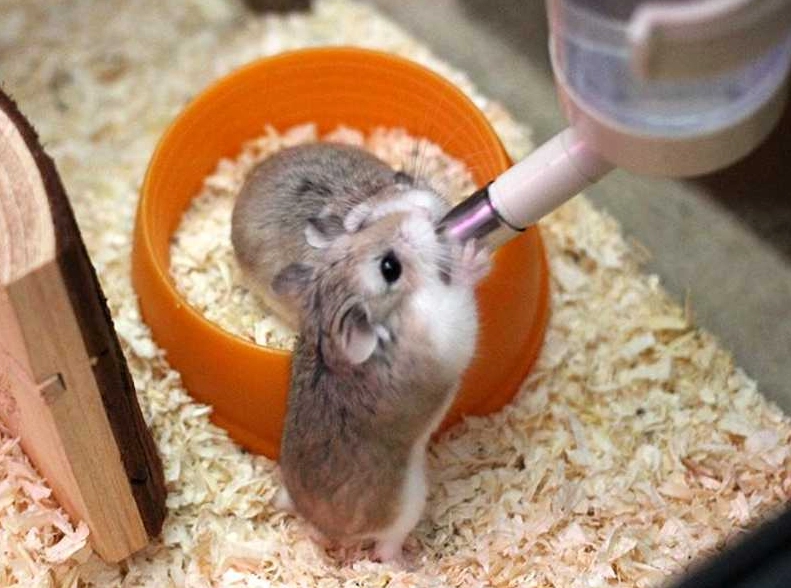 倉鼠行為異常 倉鼠行為異常