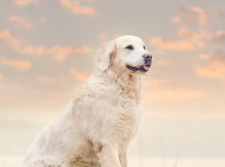 狗狗臨終前兆 狗狗臨終前兆