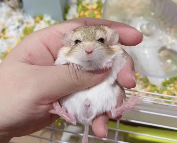 通心粉鼠 個性 通心粉鼠 個性